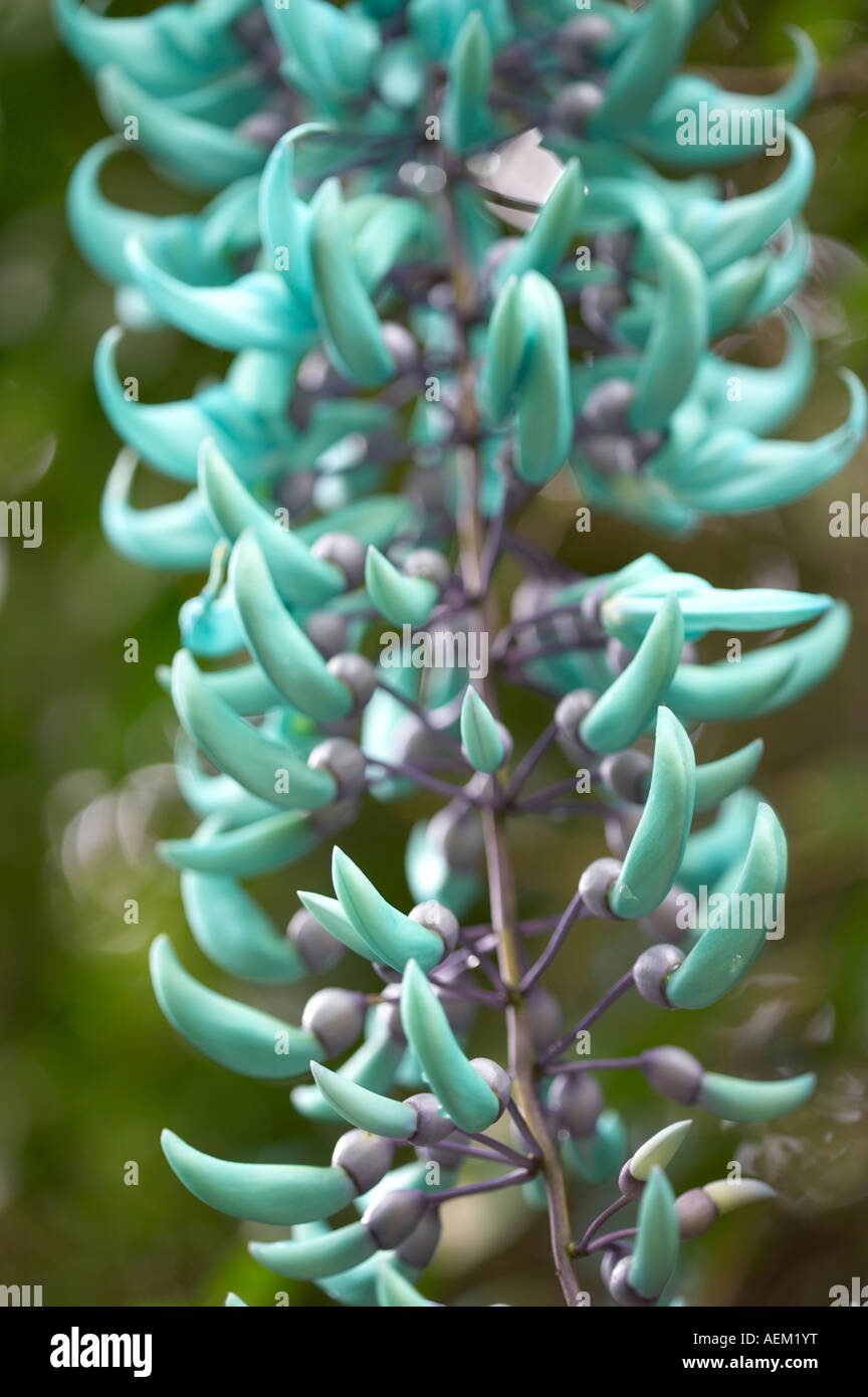 Jade-Rebe Strongylodon Macrobotrys Garten Eden Botanical Gardens Maui Hawaii Stockfoto