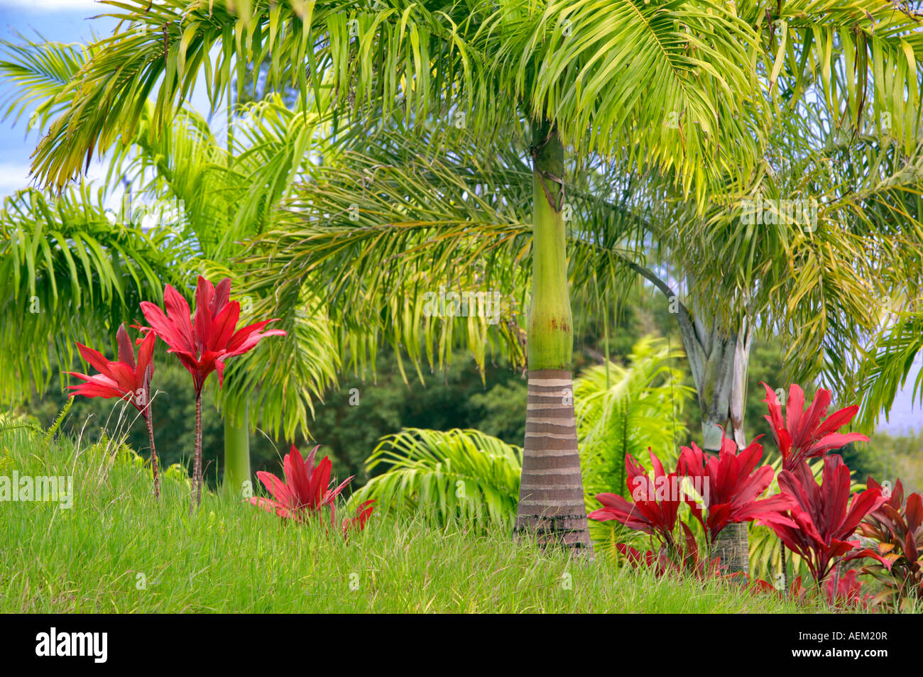 Tropische Pflanzen und Palmen Garten Eden Botanical Gardens Maui Hawaii Stockfoto