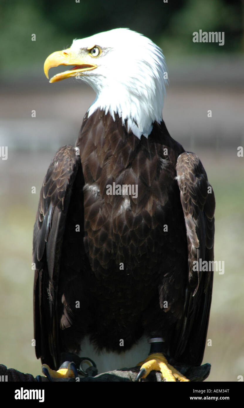 Weißkopf-Seeadler oder American Eagle Stockfoto
