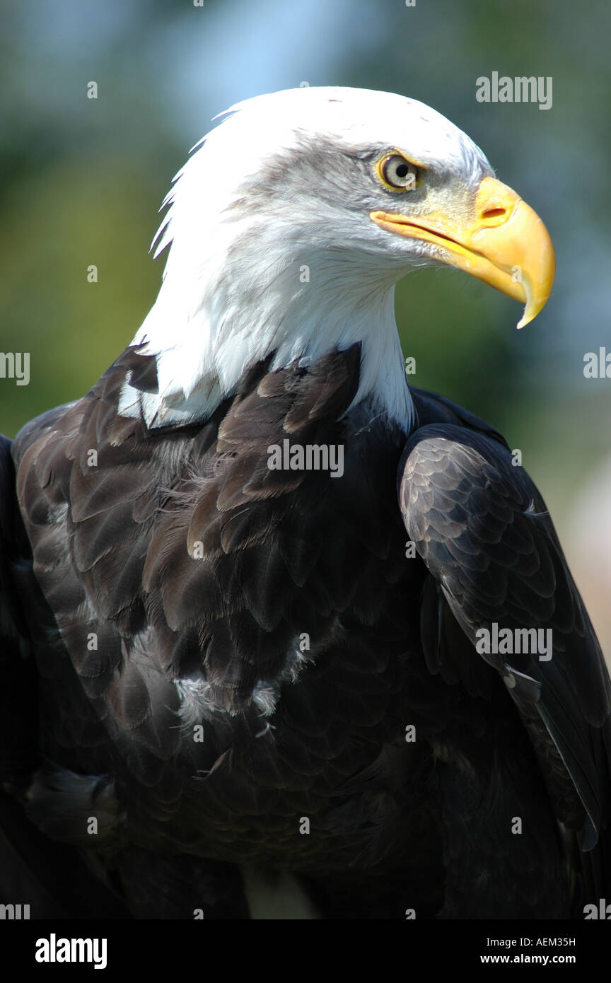 Weißkopf-Seeadler oder American Eagle Stockfoto