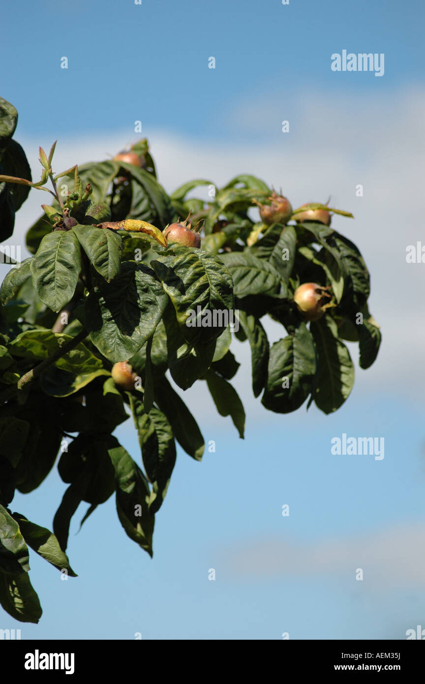 Mispel Baum canescens Germanica mit Früchten Stockfoto