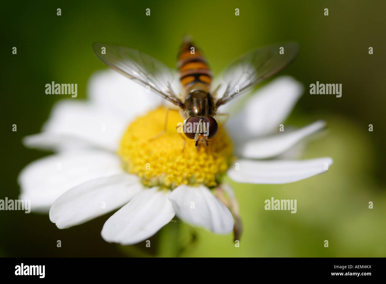 Marmelade Hoverfly (Episyrphus Balteatus) auf Daisy, England, UK Stockfoto