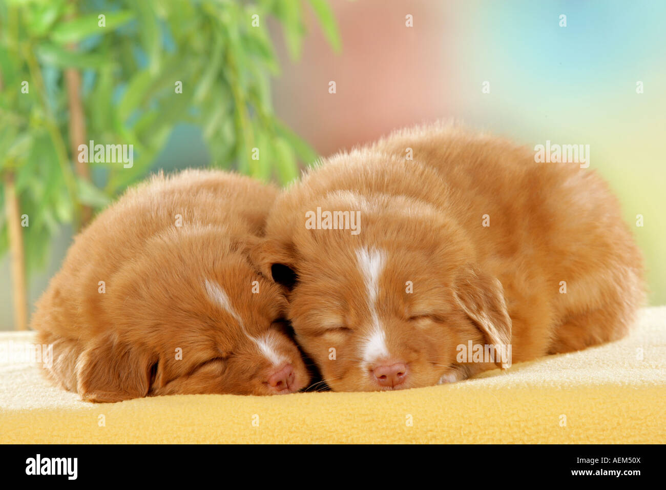 zwei Nova Scotia Duck Tolling Retriever-Welpen - schlafen Stockfoto