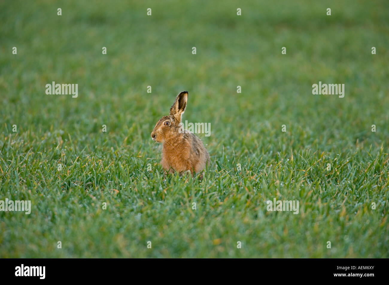 Brauner Hase Lepus Europaeus im Feld. Stockfoto