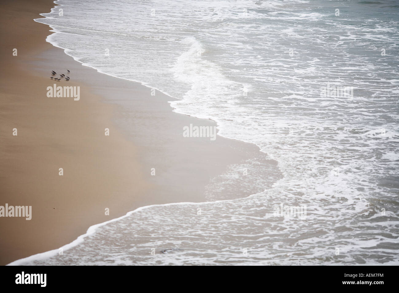 Sand Pipers auf Sand in Manhattan Beach, Los Angeles County, Kalifornien, USA Stockfoto