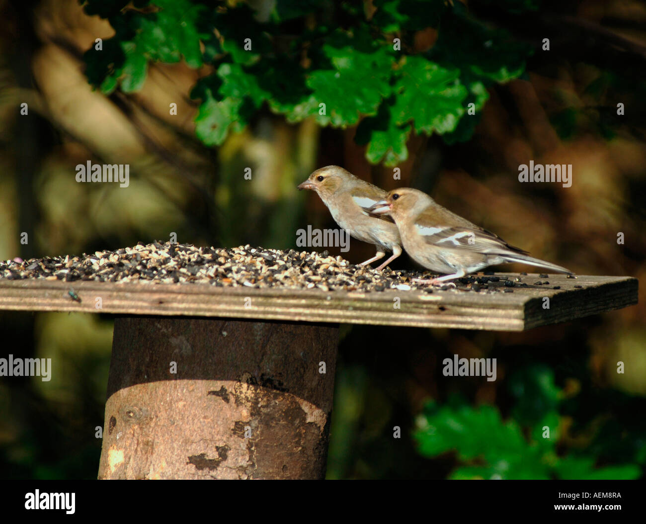 Weibliche Buchfinken (Fringilla Coelebs) Stockfoto
