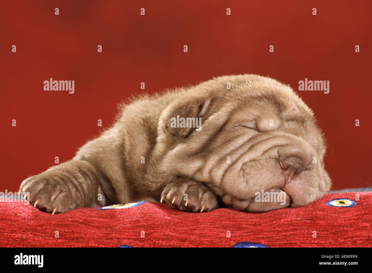 Shar Pei Welpen - schlafen Stockfoto