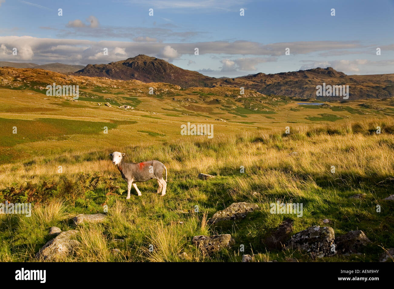 Eskdale Tal im englischen Lake District Stockfoto