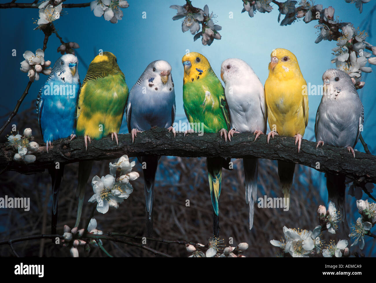 VOGEL-WELLENSITTICHE Stockfoto