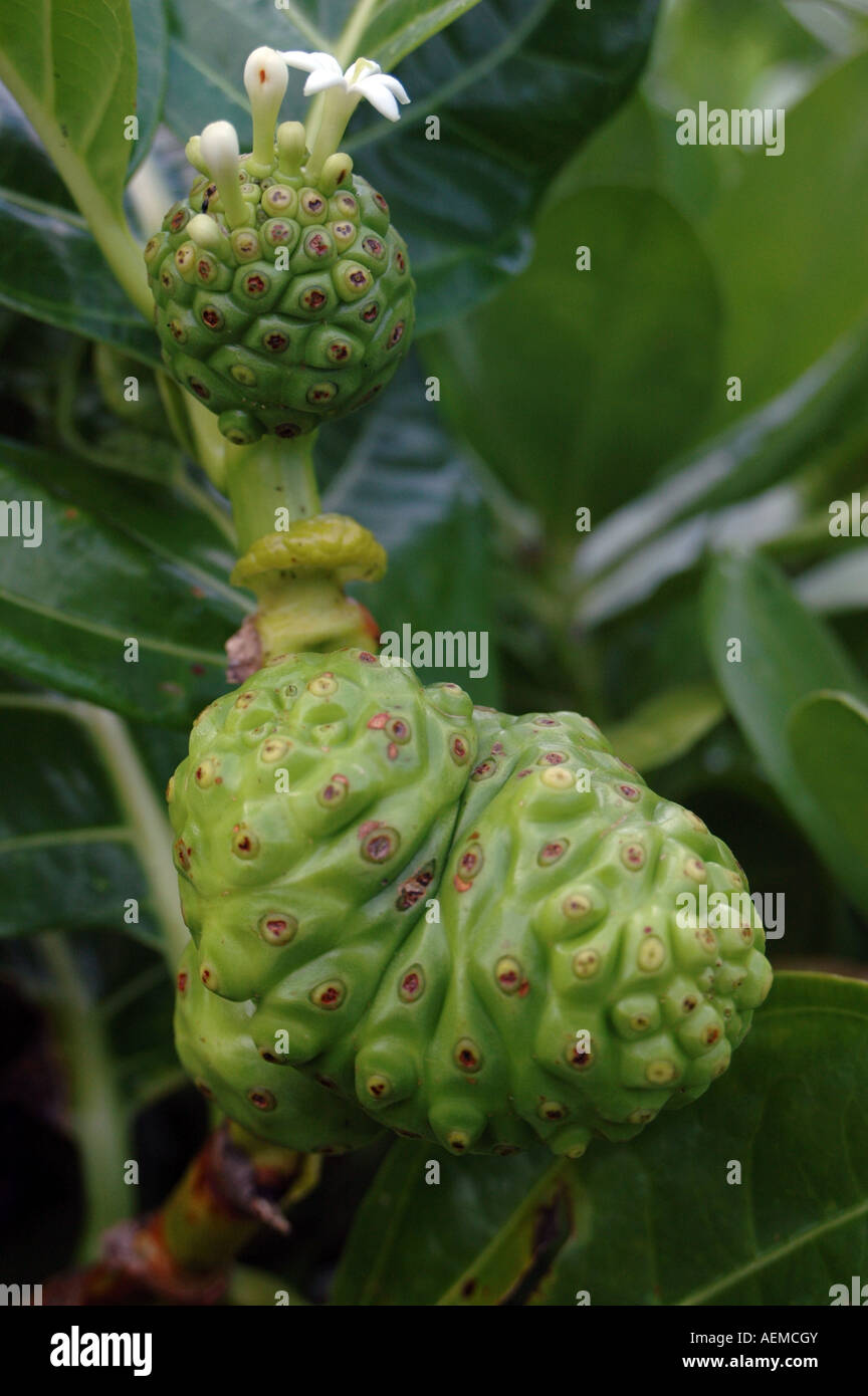 Wilden Noni-Pflanze wächst in Maui, Hawaii. Stockfoto