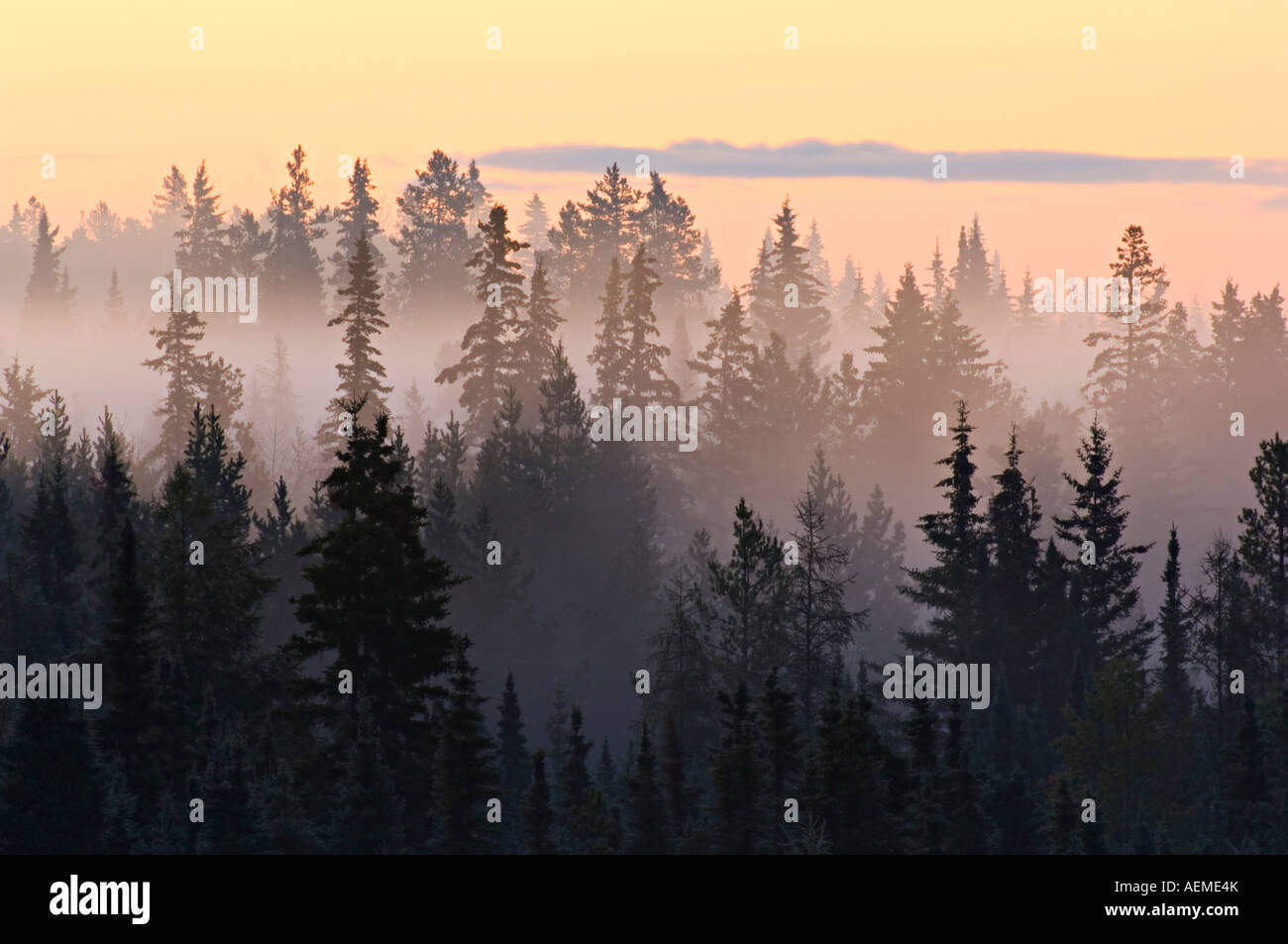 Nebel in den Bäumen Stockfoto