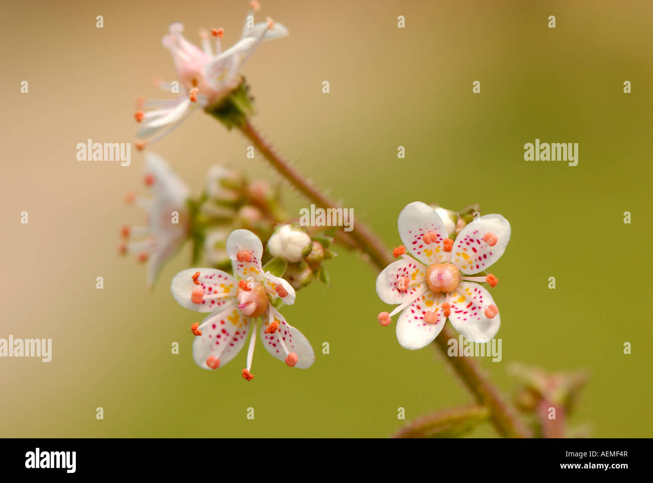 Die zarten kleinen Blüten aus London Pride - Saxifraga Urbium in Nahaufnahme Stockfoto