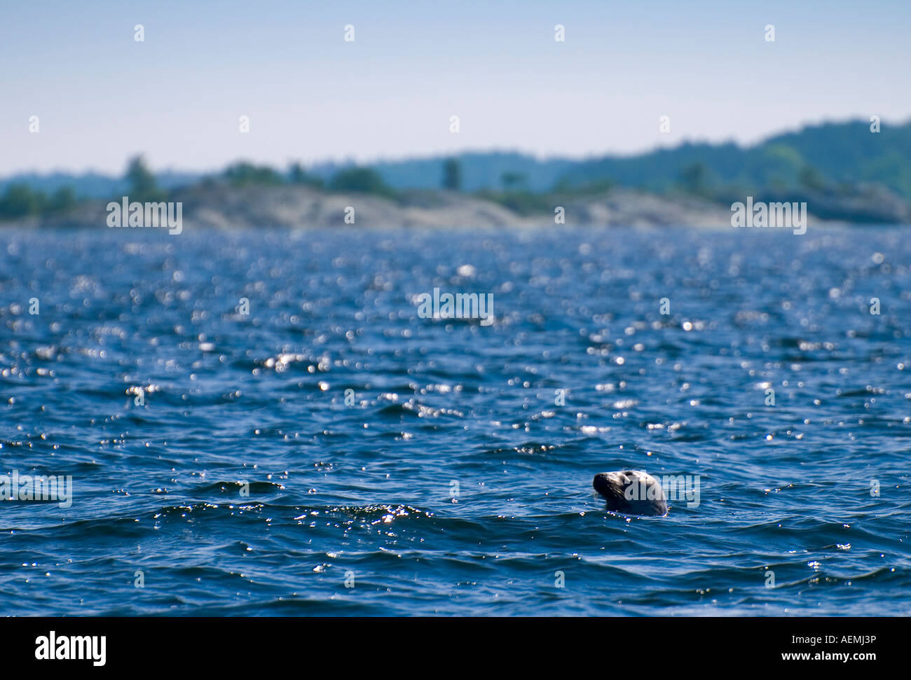 Eine Baltische Grey Seal HALICHOERUS GRYPUS BALTICUS steckt seinen Kopf aus dem Wasser in den Schären von Stockholm, Schweden. Stockfoto