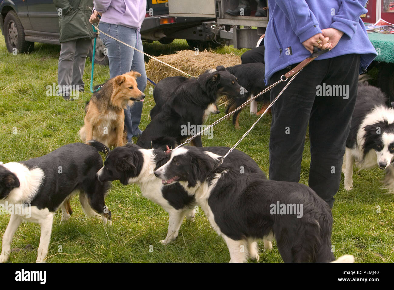 Border Collie Schäferhunde Queing sich Schaulustige ihre Augen getestet haben, sind sie geeignet für die Zucht von Ings Sheepdog trials Stockfoto