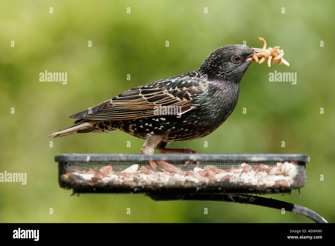 Starling auf Garten feeder Stockfoto
