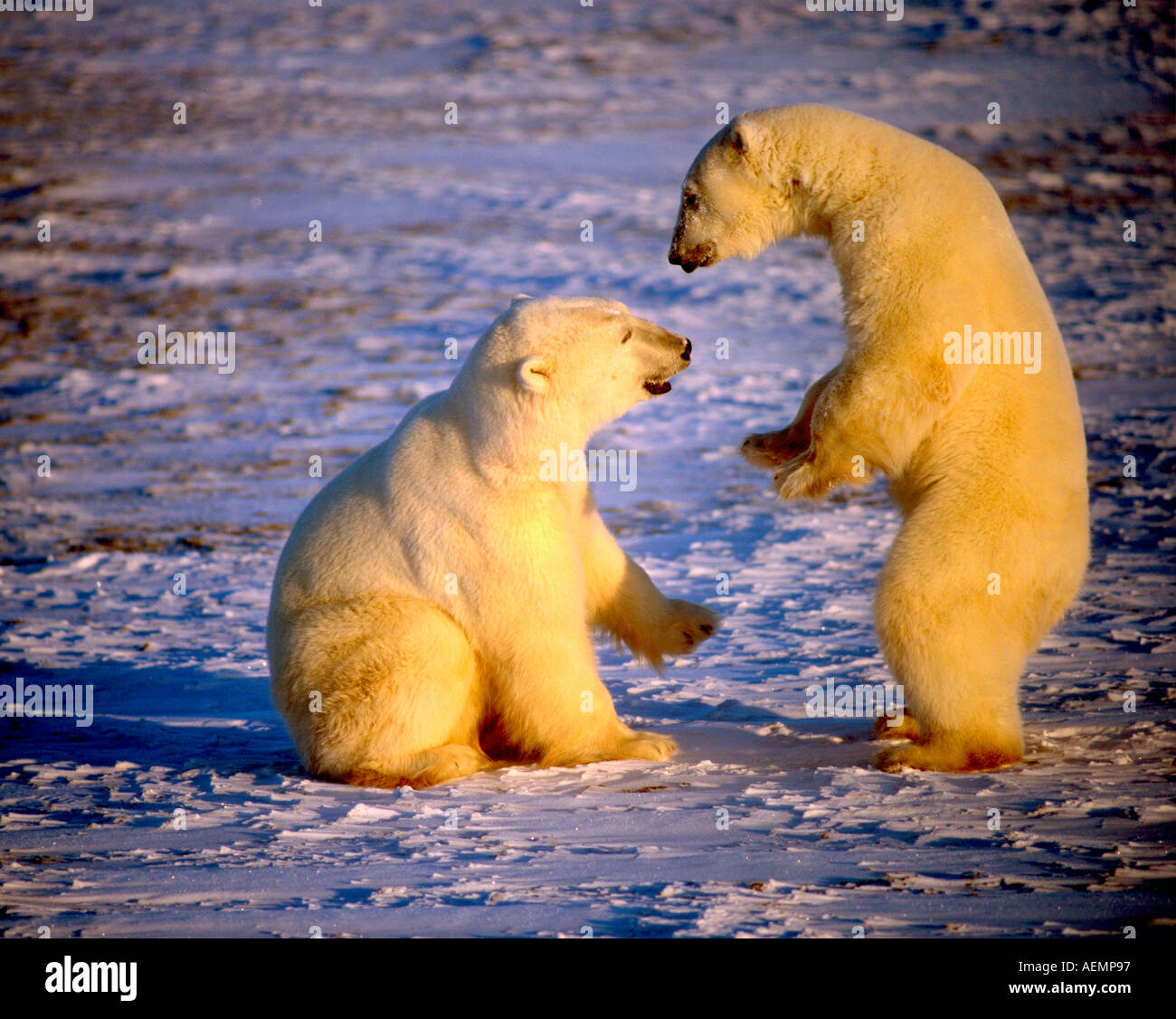 Eisbär Ursus Maritimus männlichen spielen kämpfen Hudson Bay Churchill Manitoba Kanada Stockfoto