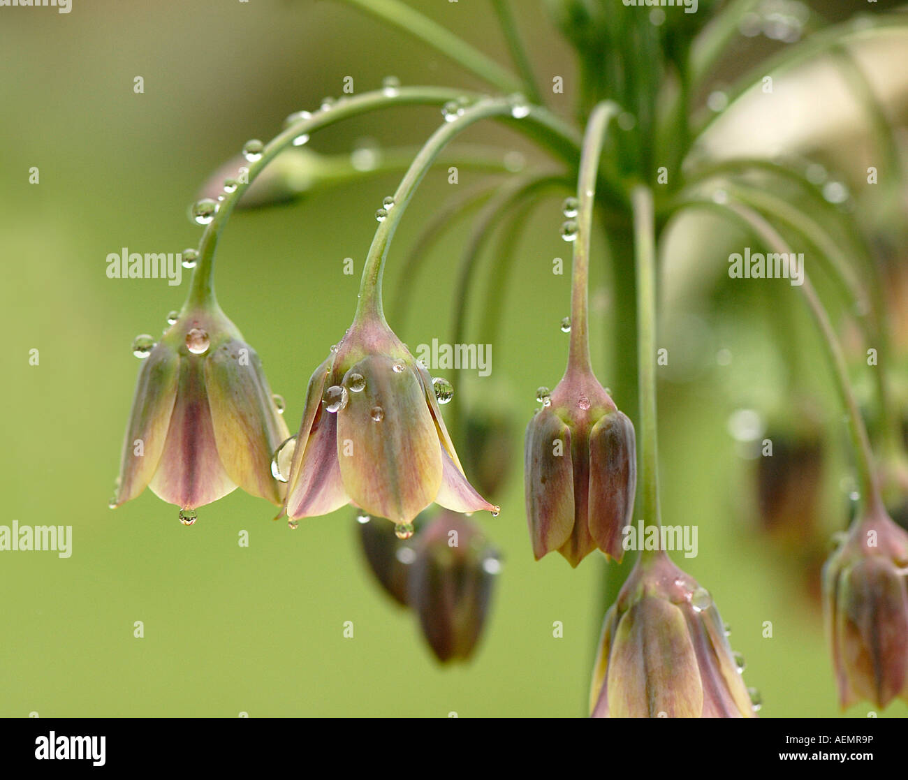 Die hohen Flowerheads Allium Bulgaricum - Nectaroscordum dioscordis Stockfoto