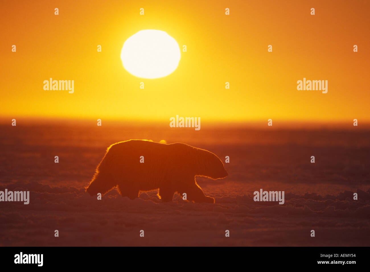 Eisbär Ursus Maritimus zu Fuß auf dem Packeis bei Sonnenuntergang 1002 Küstenebene der Arctic National Wildlife Refuge Alaska Stockfoto