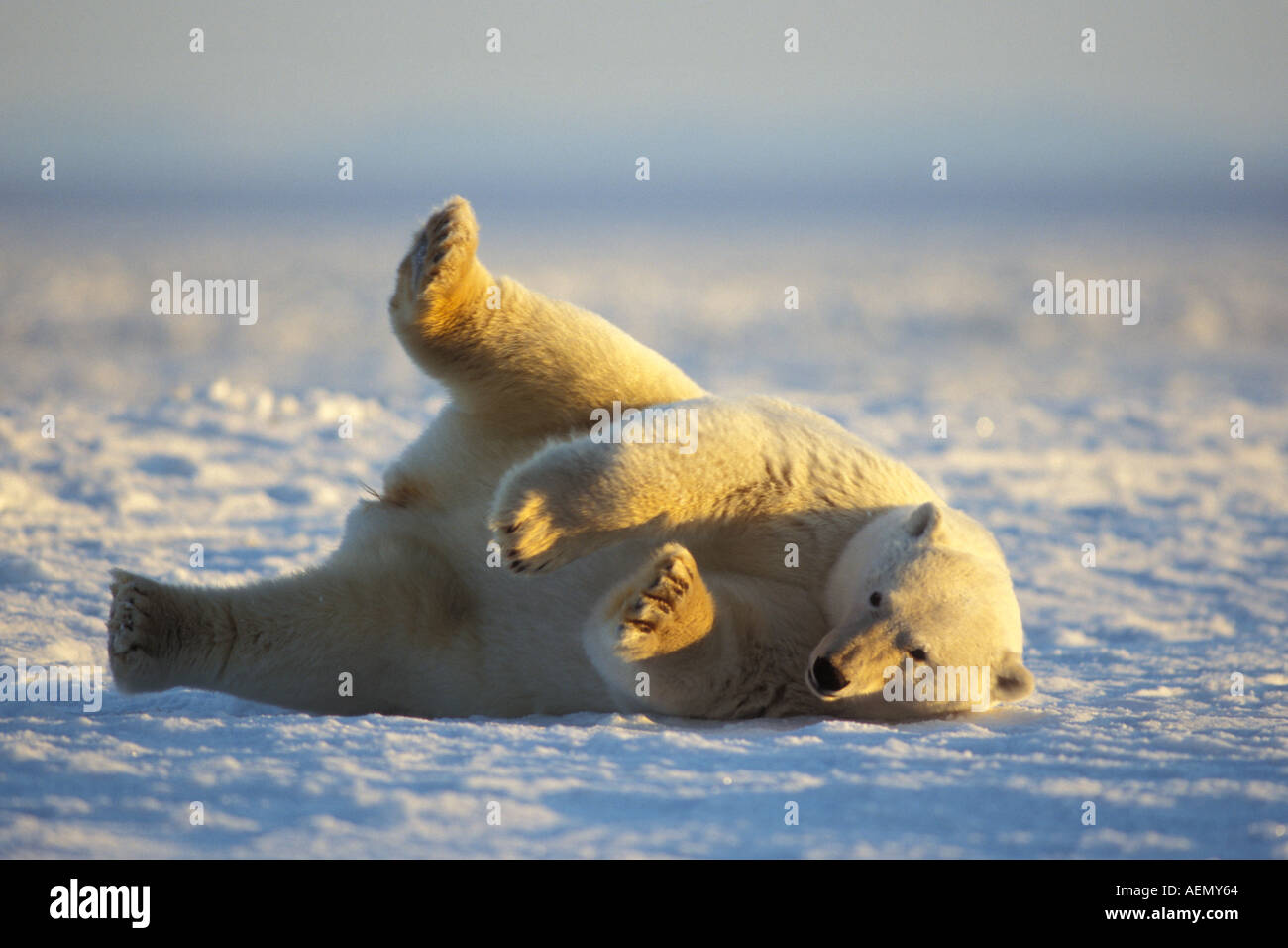 Eisbär Ursus Maritimus Überrollen auf dem Packeis 1002 Küstenebene der Arctic National Wildlife Refuge Alaska Stockfoto