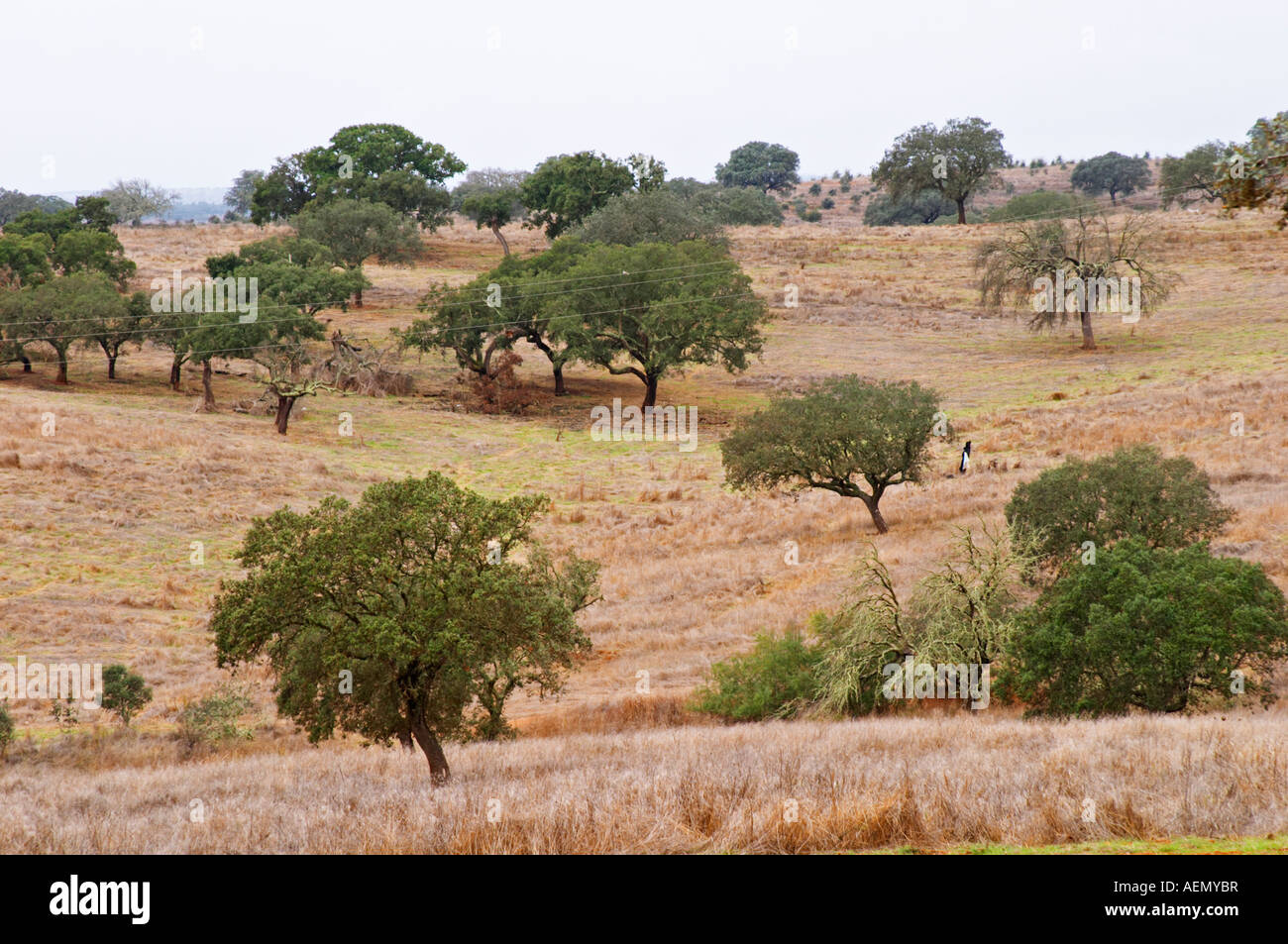 Eichen in einem Feld. Henrque HM Uva, Herdade da Mingorra, Alentejo, Portugal Stockfoto