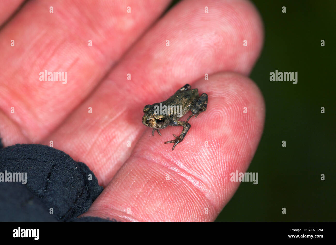 Baby Frosch am kleinen Finger der Hand des erwachsenen Mannes Stockfoto