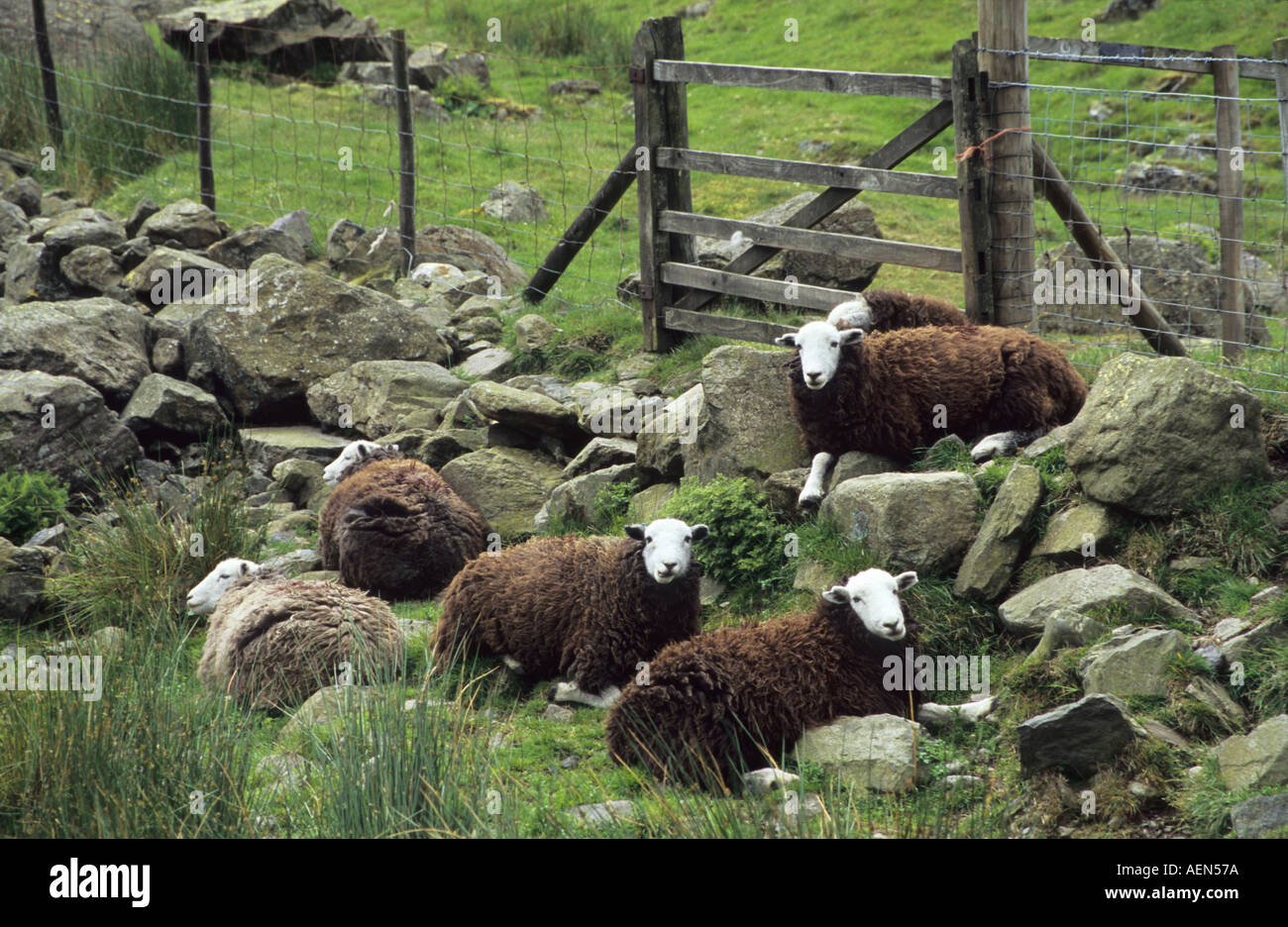 Schwarz / weiß Herdwick Schafe im englischen Lake District Stockfoto