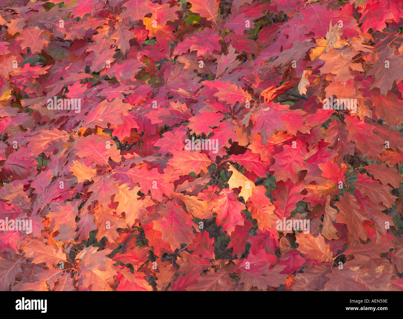 Roteiche Blätter, Woodthrush Woods Zustand zu bewahren, Iowa USA Stockfoto