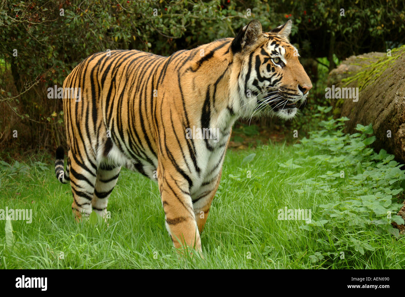 TIGER-PANTHERA TIGRIS Stockfoto