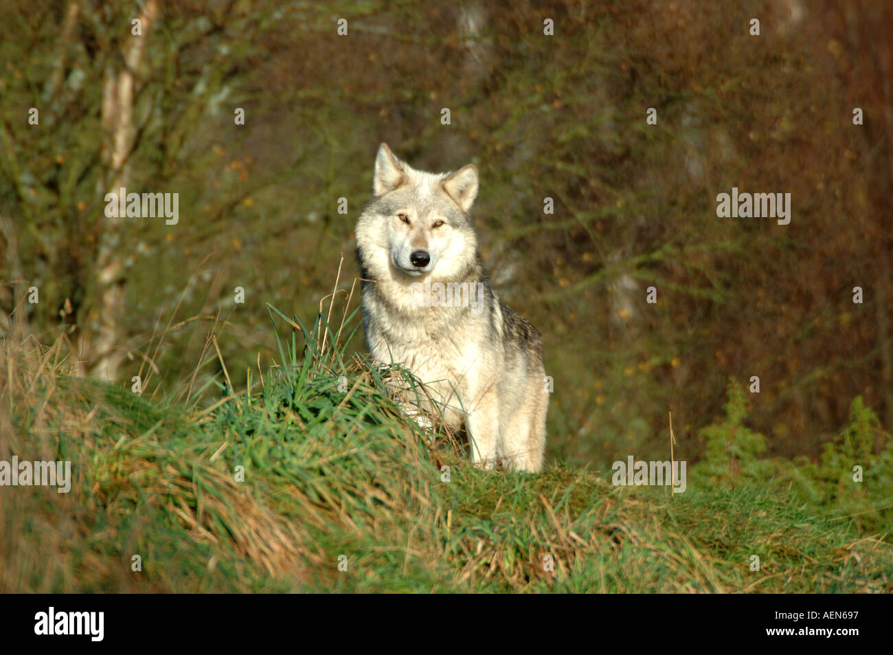 TIMBERWOLF Stockfoto