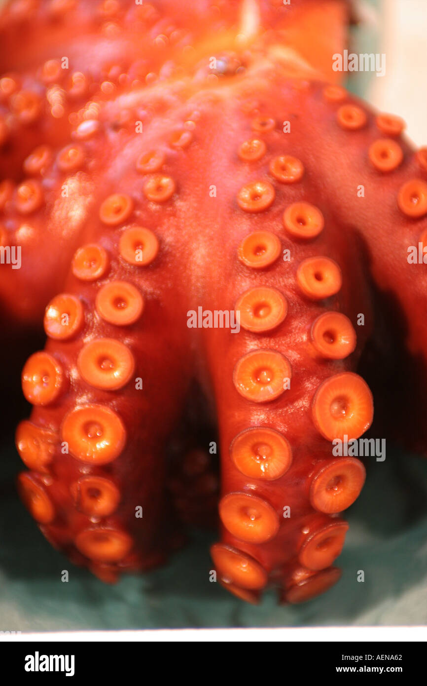 Oktopus auf dem Tsukiji Fish Market Tokyo Japan ein Beispiel für die
