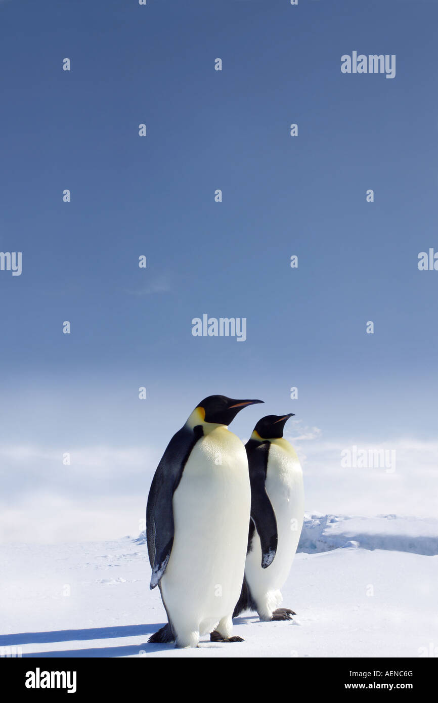 Pinguine in der Antarktis Stockfoto