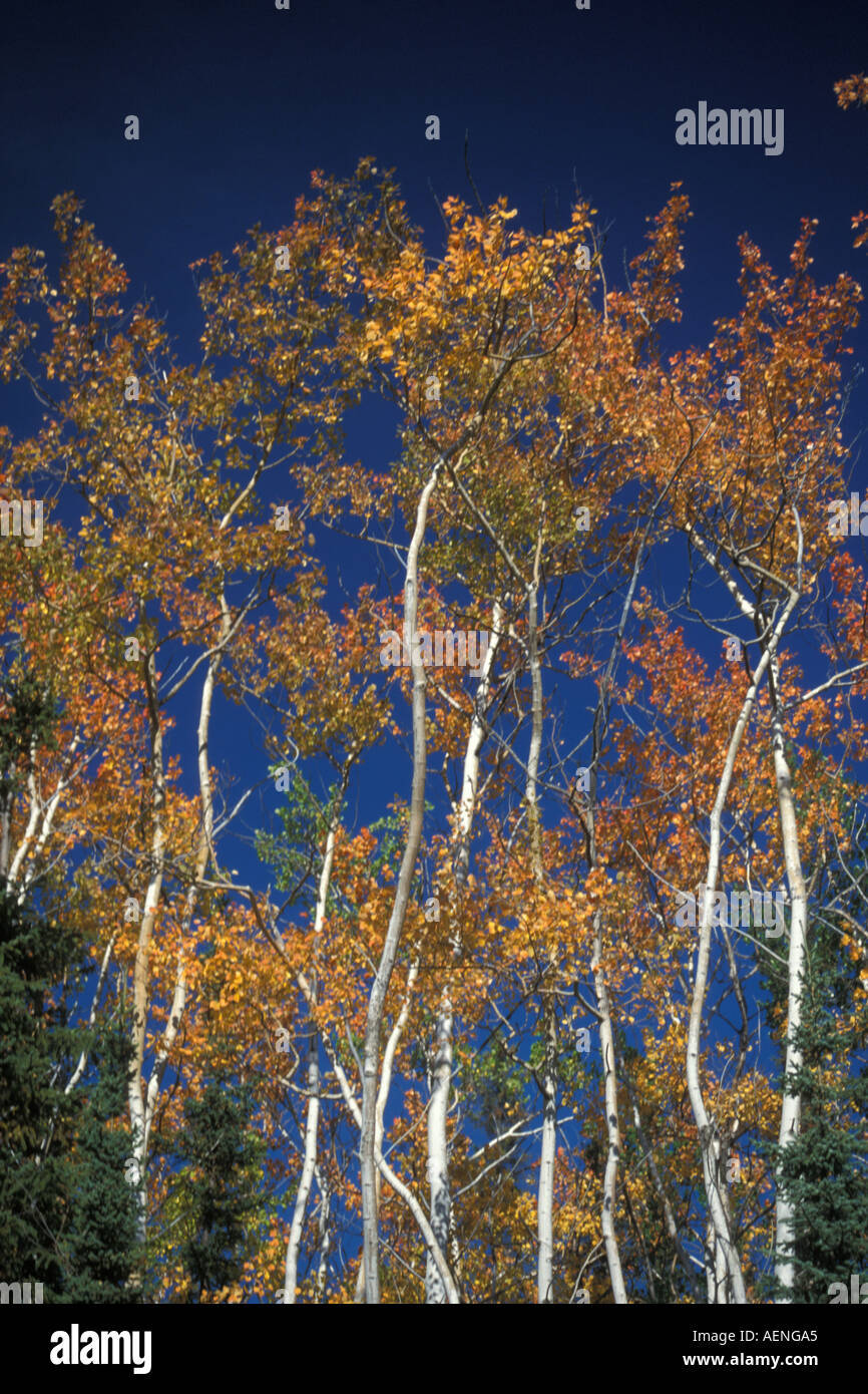 Herbstfarben in Birkenbäumen im Südwesten des Arctic National Wildlife Refuge Alaska Stockfoto