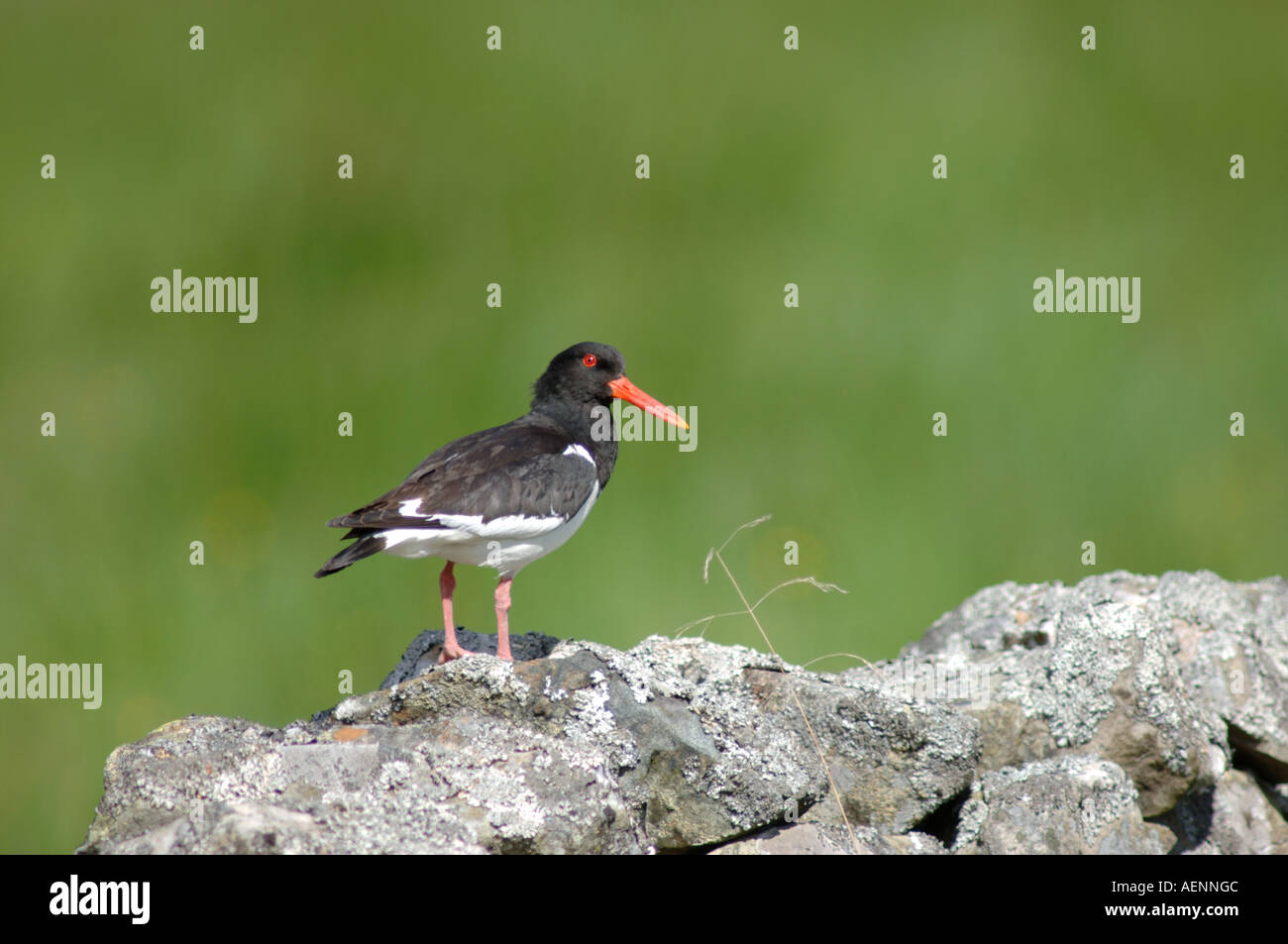 Austernfischer (Haematopus Ostralegus).  XBIS--619 Stockfoto