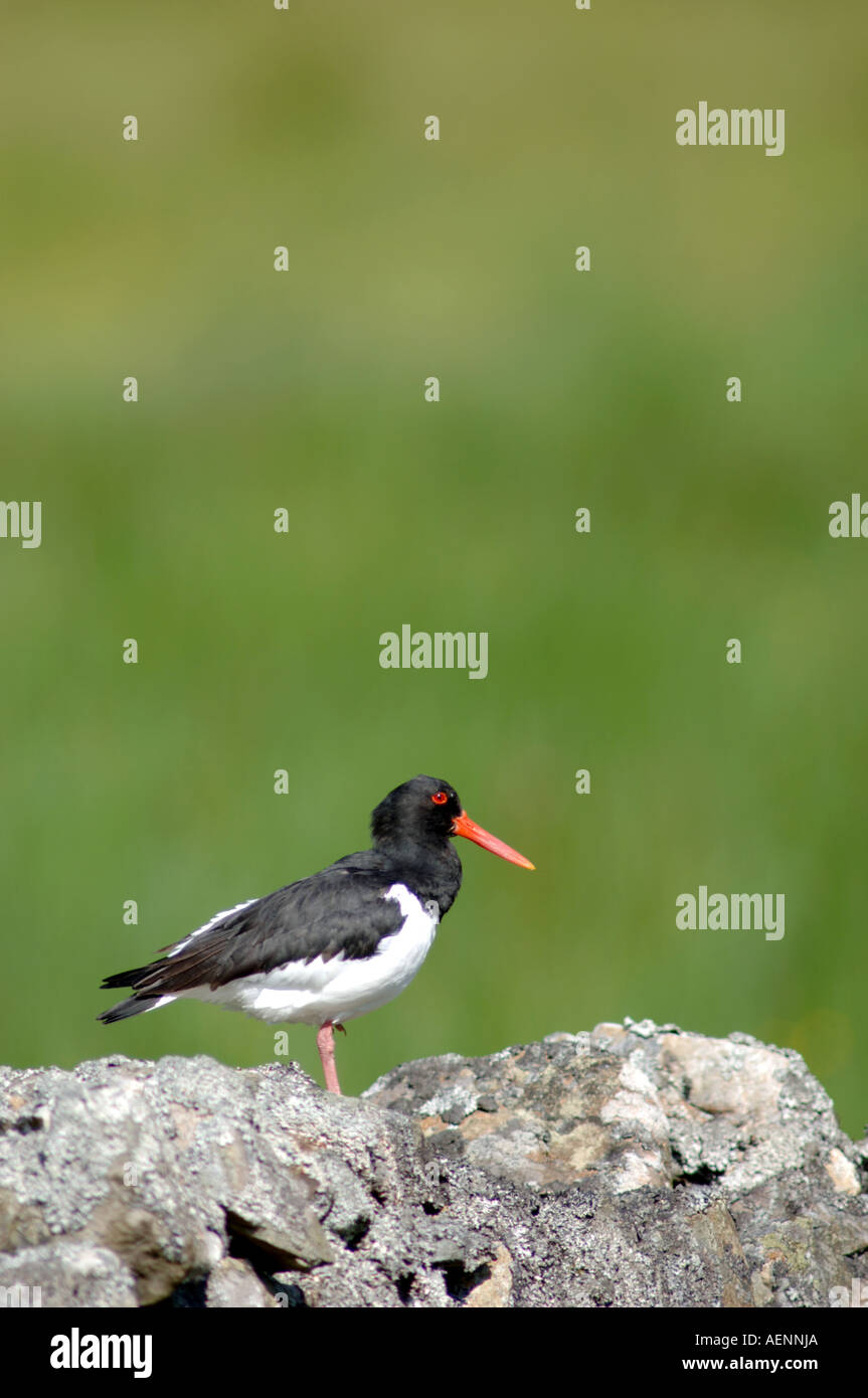 Austernfischer, (Haematopus Ostralegus) XBIS-391 Stockfoto