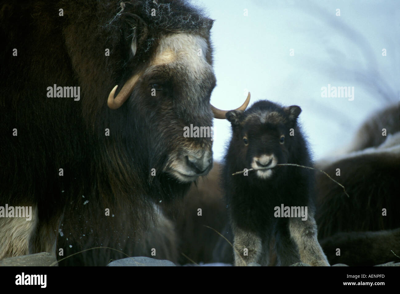 Moschusochsen Ovibos Moschatus Kuh mit Neugeborenen Nordhang der Brooks Range zentralen arktischen Küsten schlicht Alaska Stockfoto