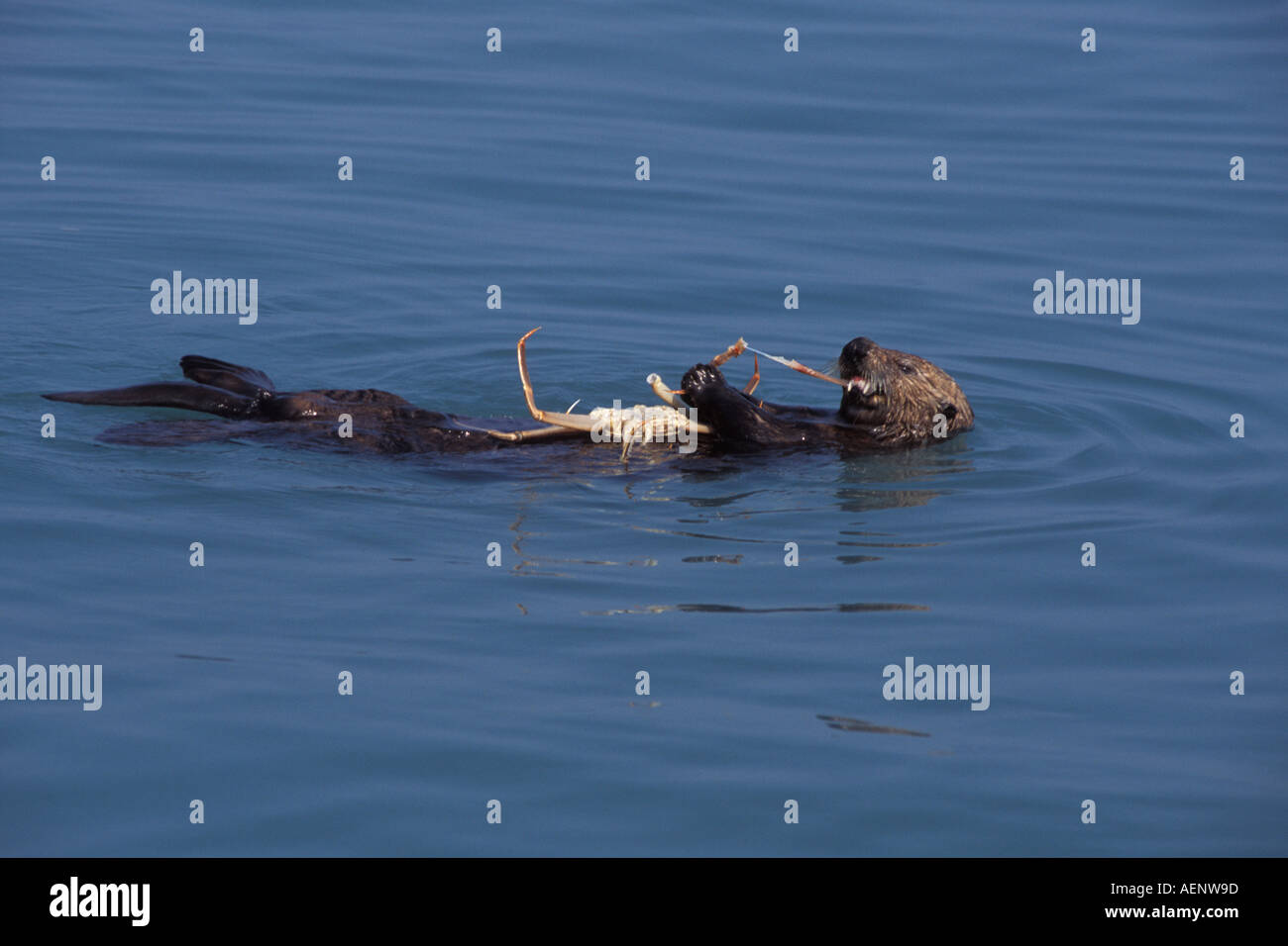 Sea Otter Enhydra Lutris Essen ein Opilo Krabbe Schnee Krabben Chionoecetes Kenai Fjords National Park Resurrection Bay Alaska Stockfoto