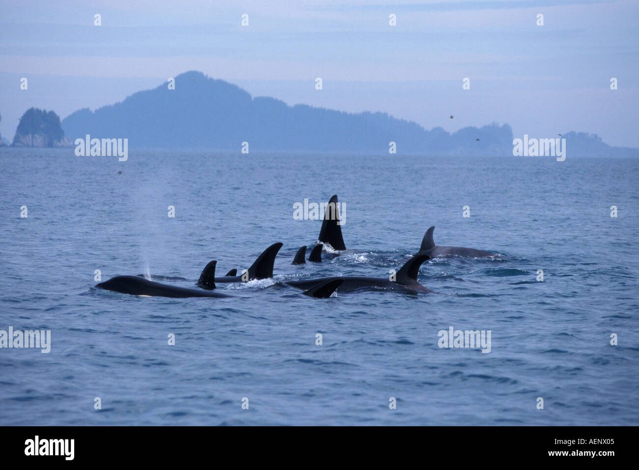 Schwertwal Orcinus Orca Hülse von Weibchen mit einem männlichen Kenai Fjorde Nationalpark Chiswell Inseln National Marine Sanctuary Al Stockfoto