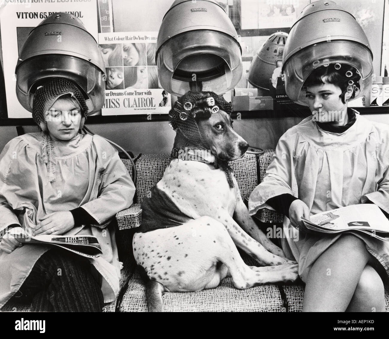 Hund und Frauen entspannen unter Trocknung Hauben Stockfoto