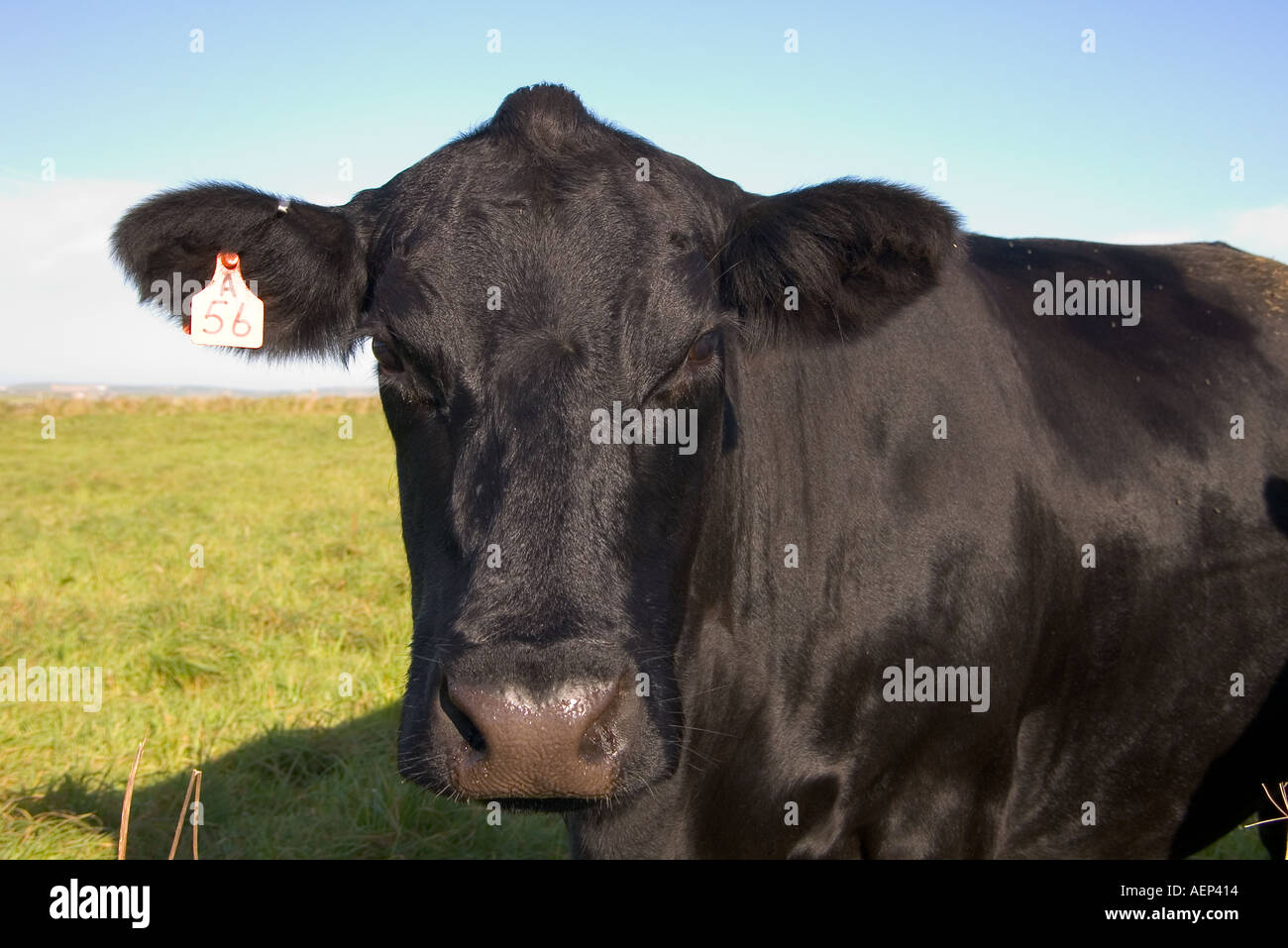 dh Aberdeen Angus Cows CATTLE UK Britische schwarze Rinderkuh Im Feld Orkney Gesicht Viehzucht Tierkopf aus nächster Nähe schottland Stockfoto