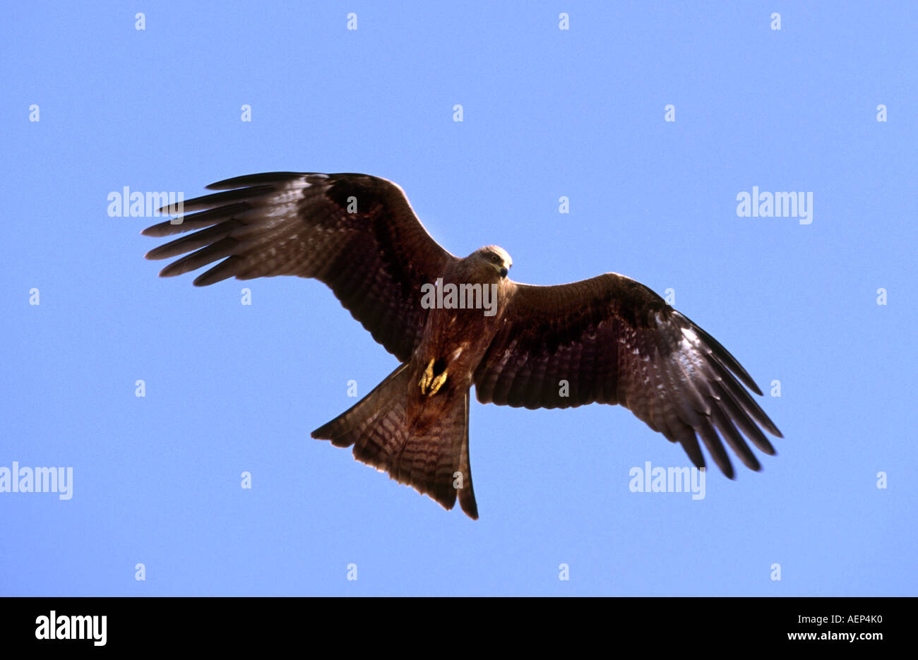 Indien Goa Vogel Fliegenden Adler Stockfotografie Alamy