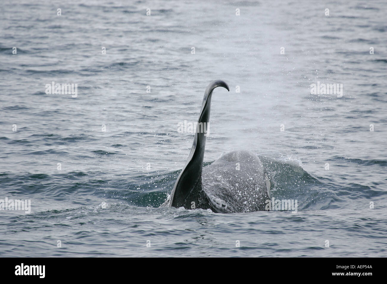 Großer Schwertwal Orcinus Orca Prinz Williams Sound Alaska USA Stockfoto