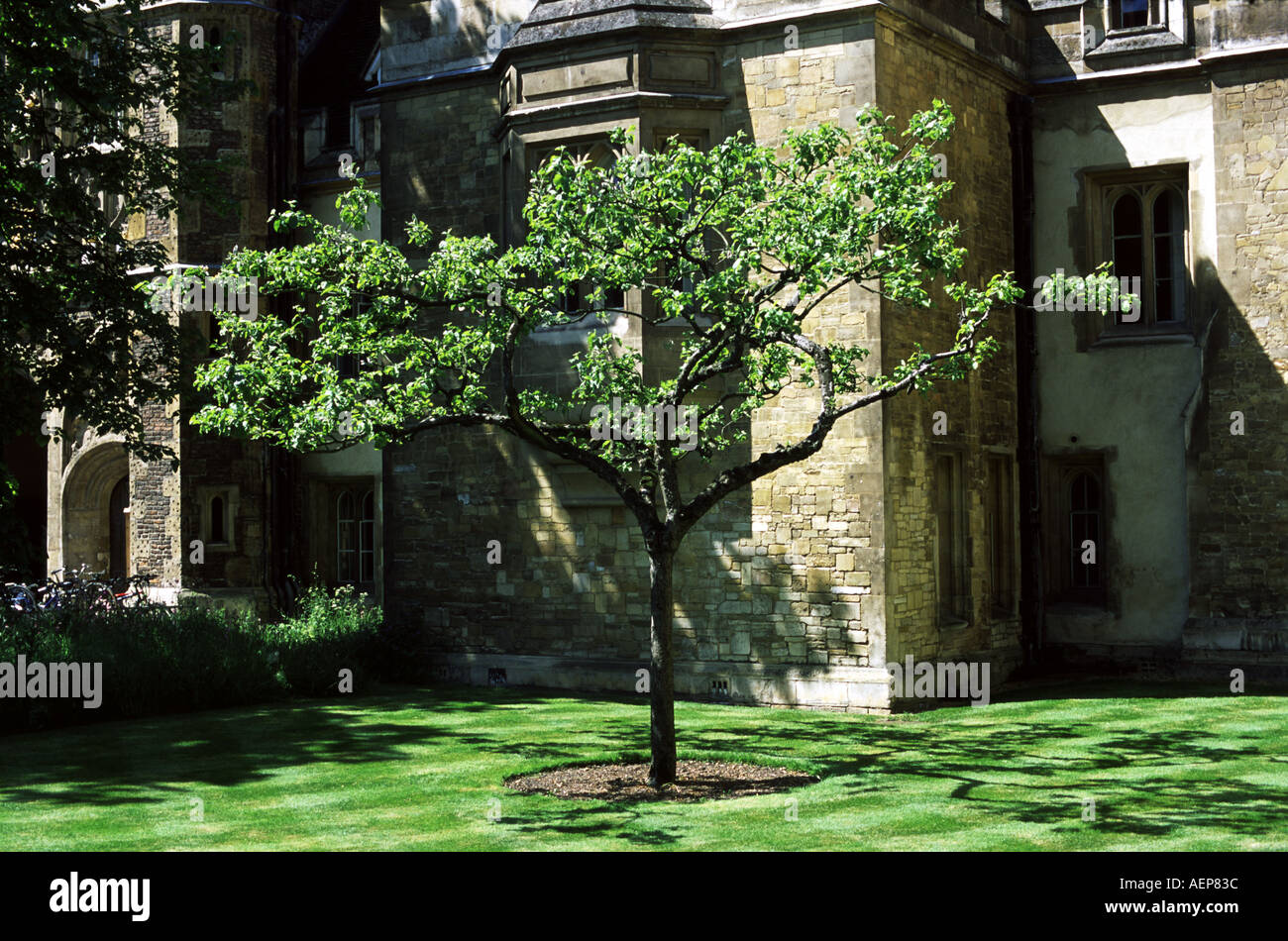 Apfelbaum am Trinity College in Cambridge Stockfoto