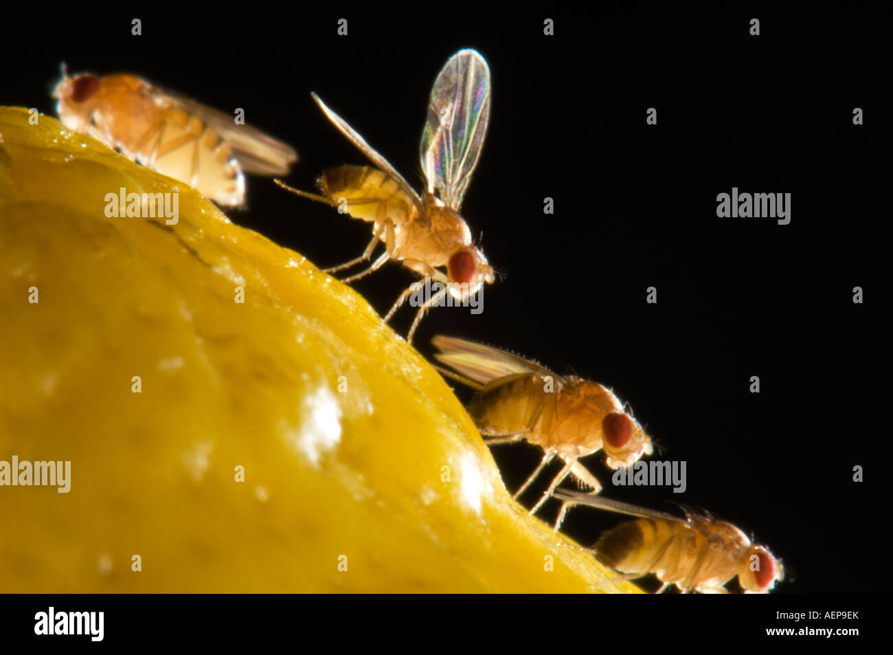 4 vier Obst Fliegen fliegen sitzen auf einer Zitrone Drosophila Melanogaster Stockfoto