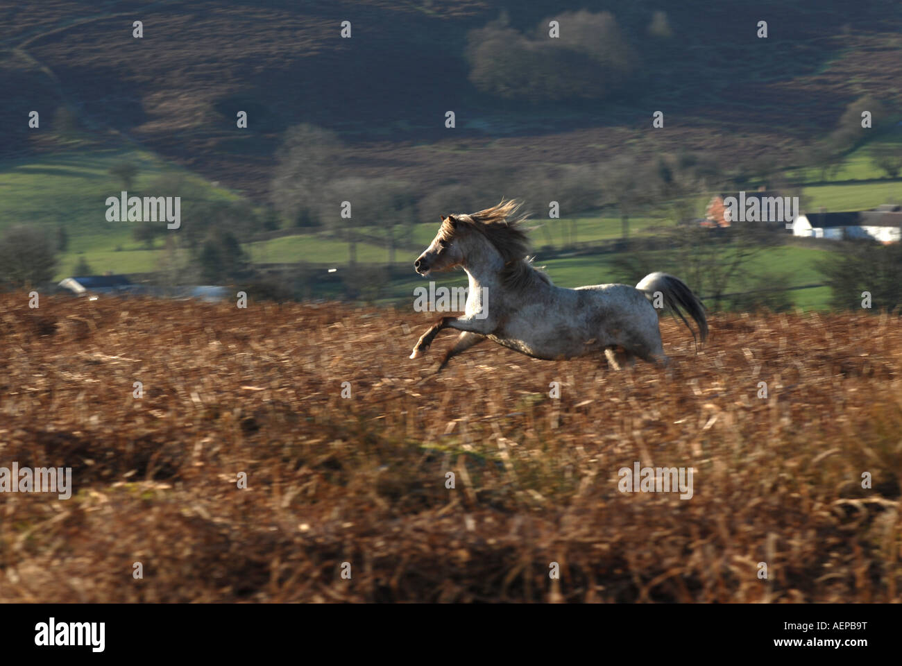 Ein Pony galoppiert in der South Shropshire-Landschaft in der Nähe von Mitchells Fold Steinkreis, UK Stockfoto