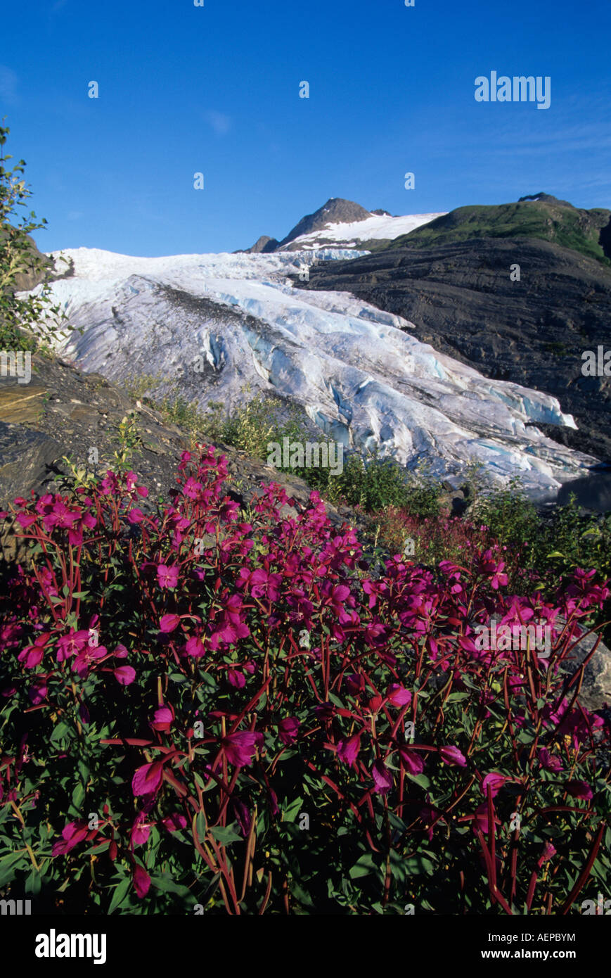 USA Alaska Chugach National Forest Weidenröschen Epilobium Angustifolium auf Basis des Worthington Gletscher in den Chugach Range Stockfoto