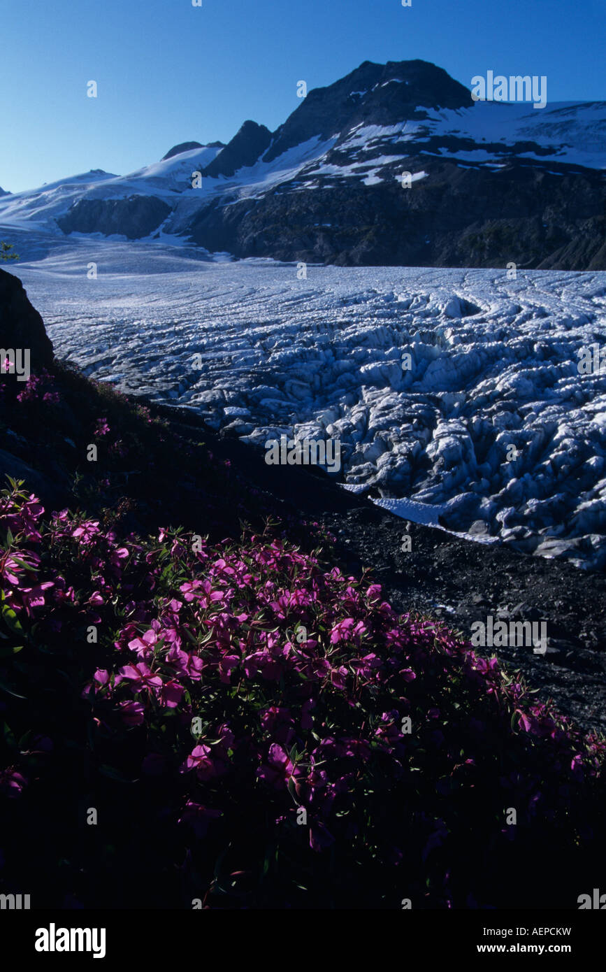 USA Alaska Chugach National Forest Weidenröschen Epilobium Angustifolium über Worthington Gletscher in den Chugach Range Stockfoto