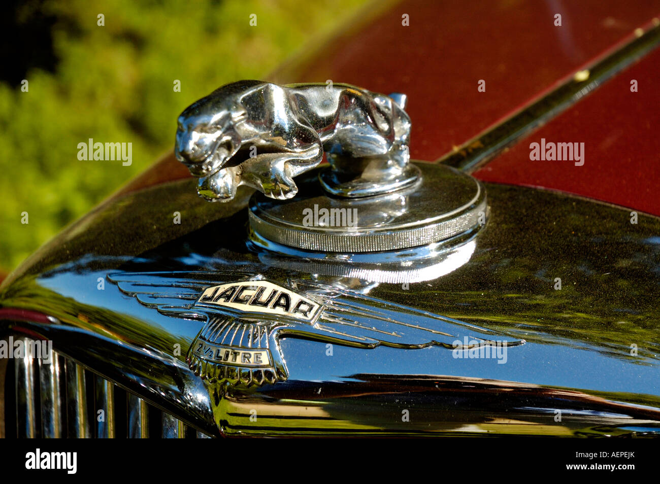 Jaguar-Emblem auf der Vorderseite des Oldtimer MK IV Stockfoto