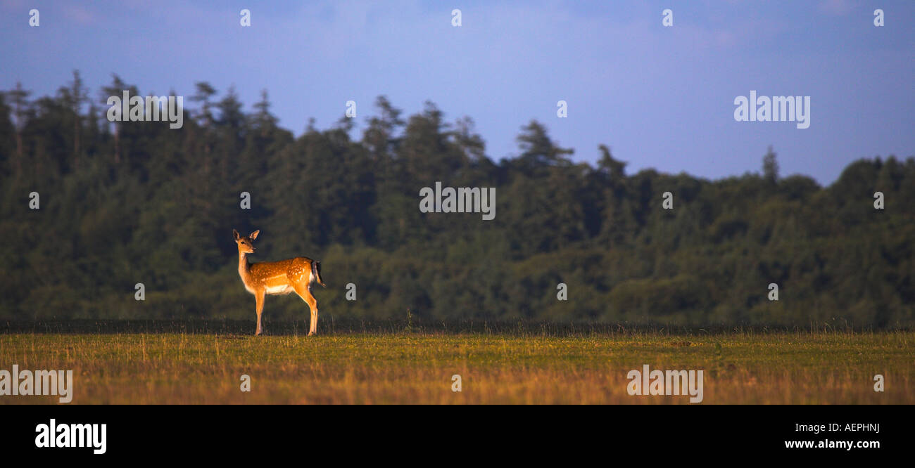 Damwild Beweidung im New Forest National Park Stockfoto