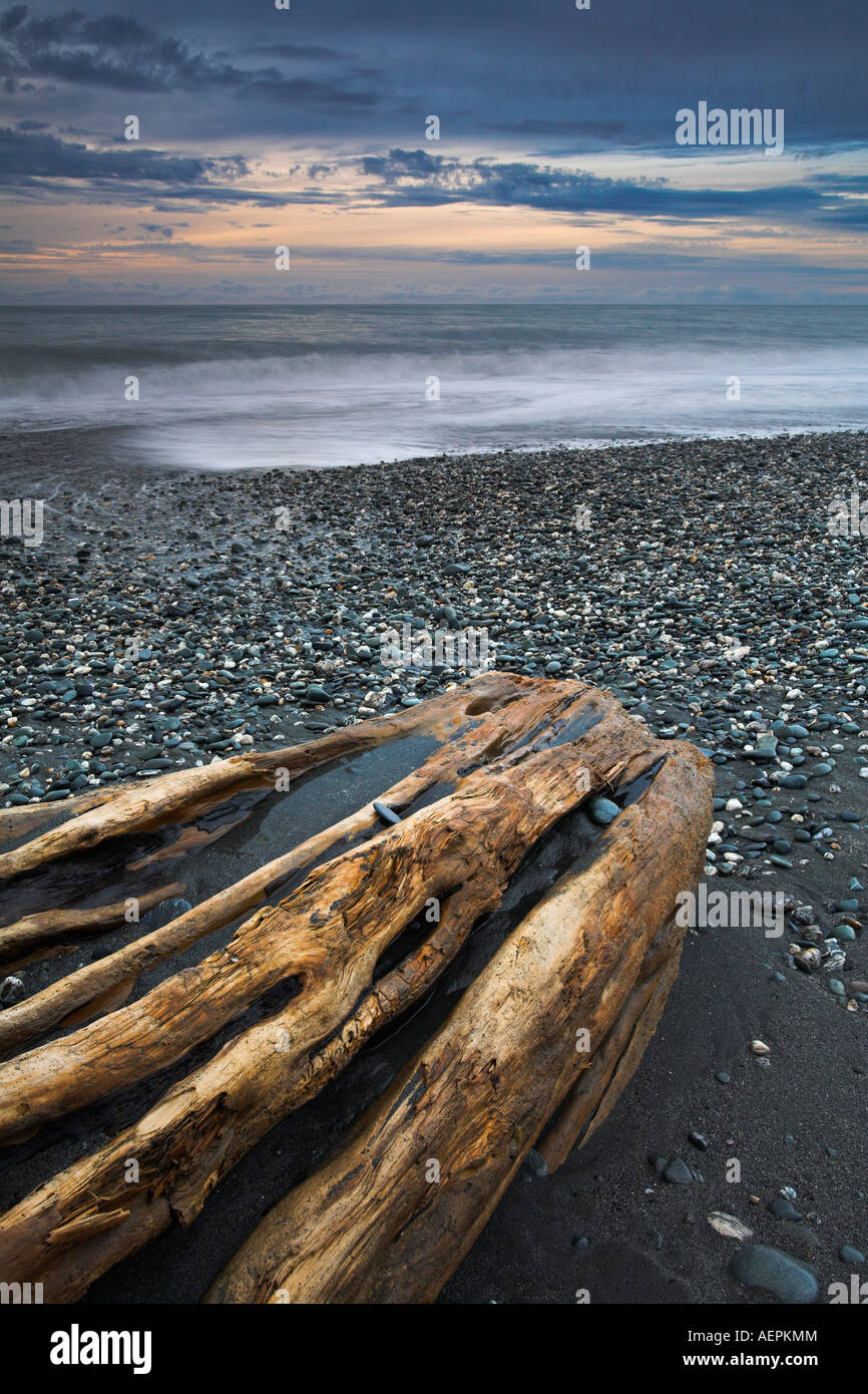 Riesige Stücke Treibholz liegen verstreut auf Gillespies Beach, Westküste, Neuseeland Stockfoto