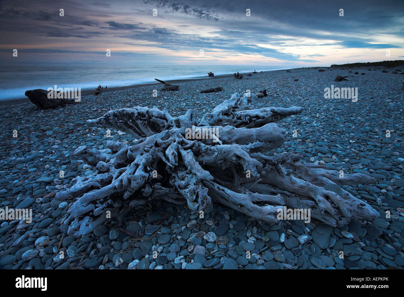 Riesige Stücke Treibholz liegen verstreut auf Gillespies Beach, Westküste, Neuseeland Stockfoto